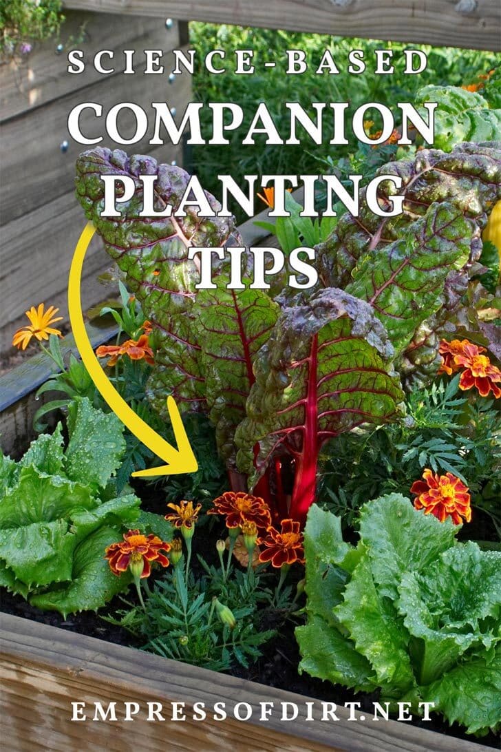 Companion Planting Container Gardening Ideas