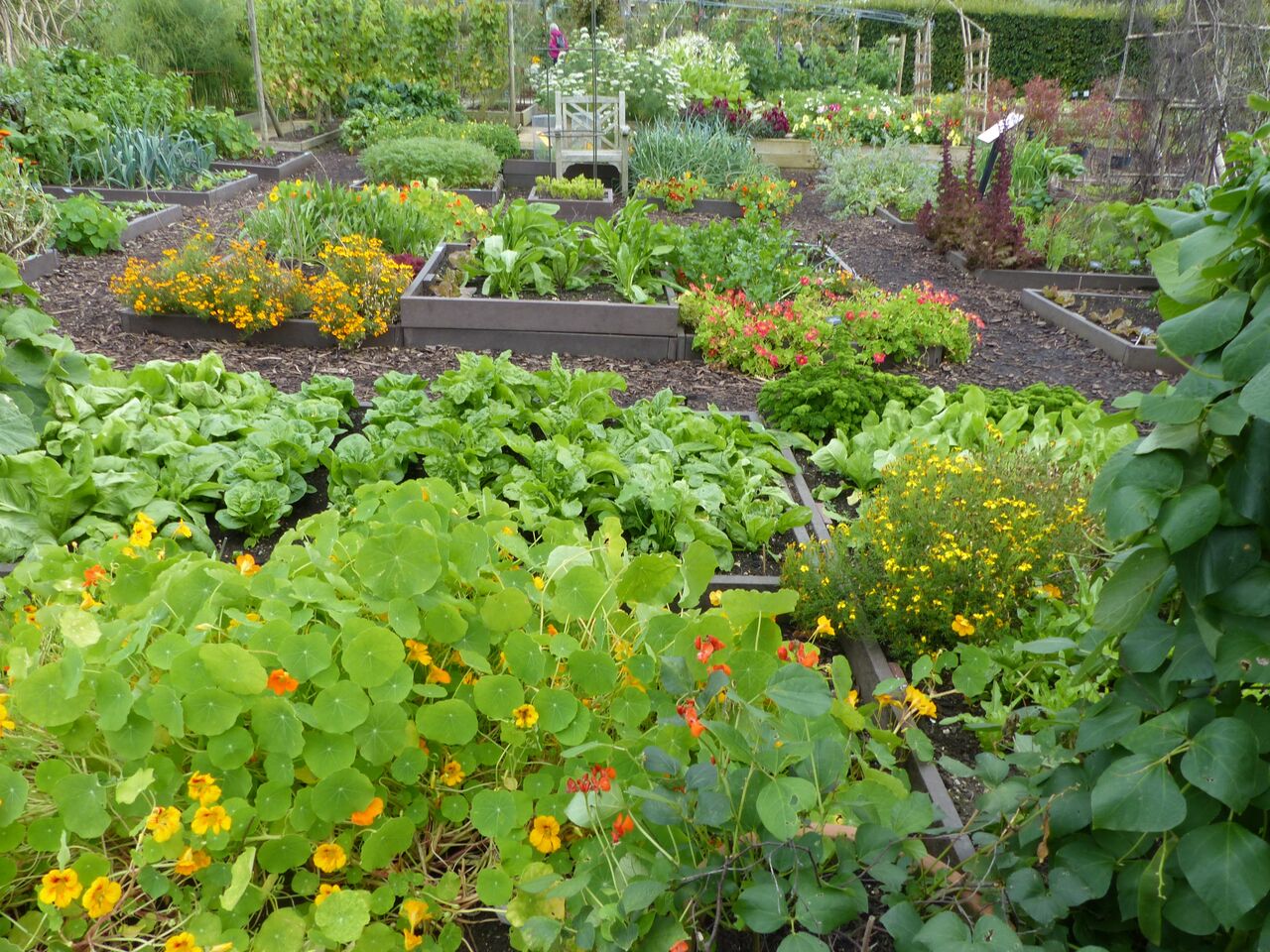 Companion Planting Gardening Tips