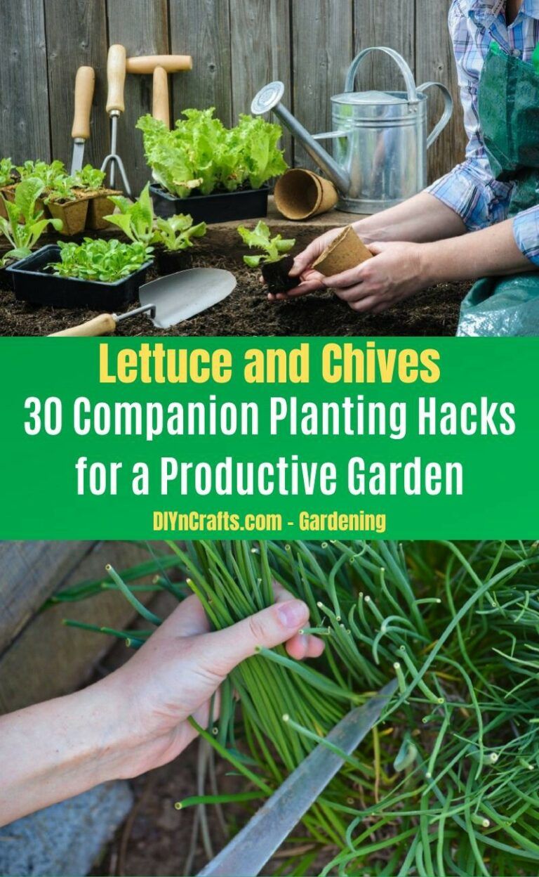 These Companion Planting Tips