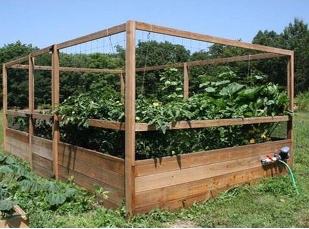 Backyard Vegetable Gardens