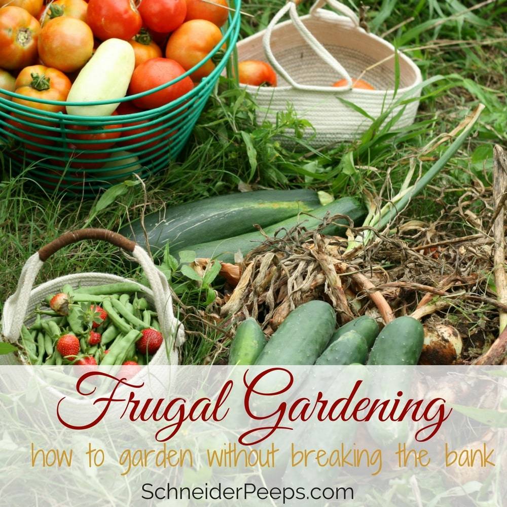 Frugal Gardening