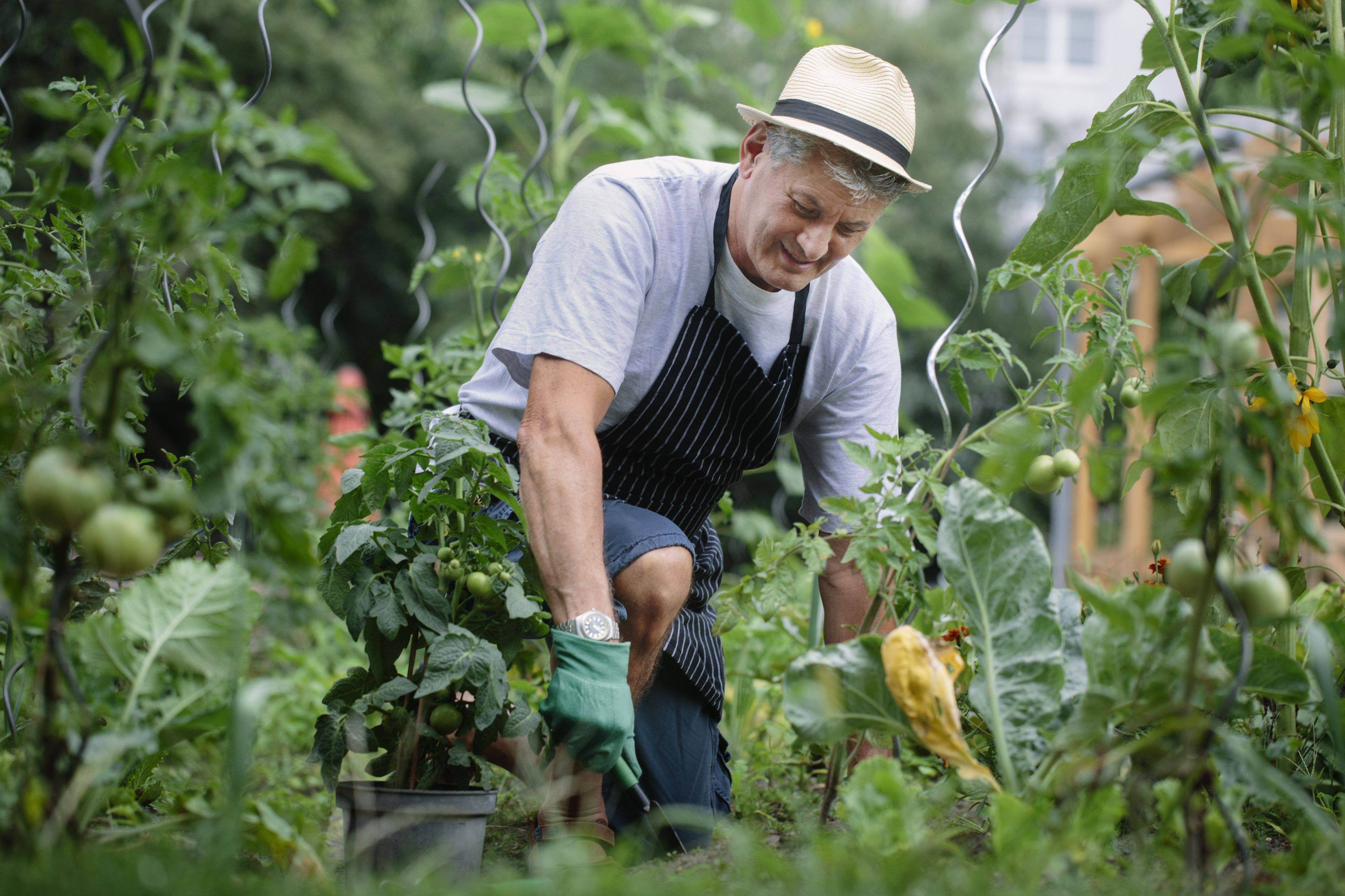 Frugal Gardening Tips