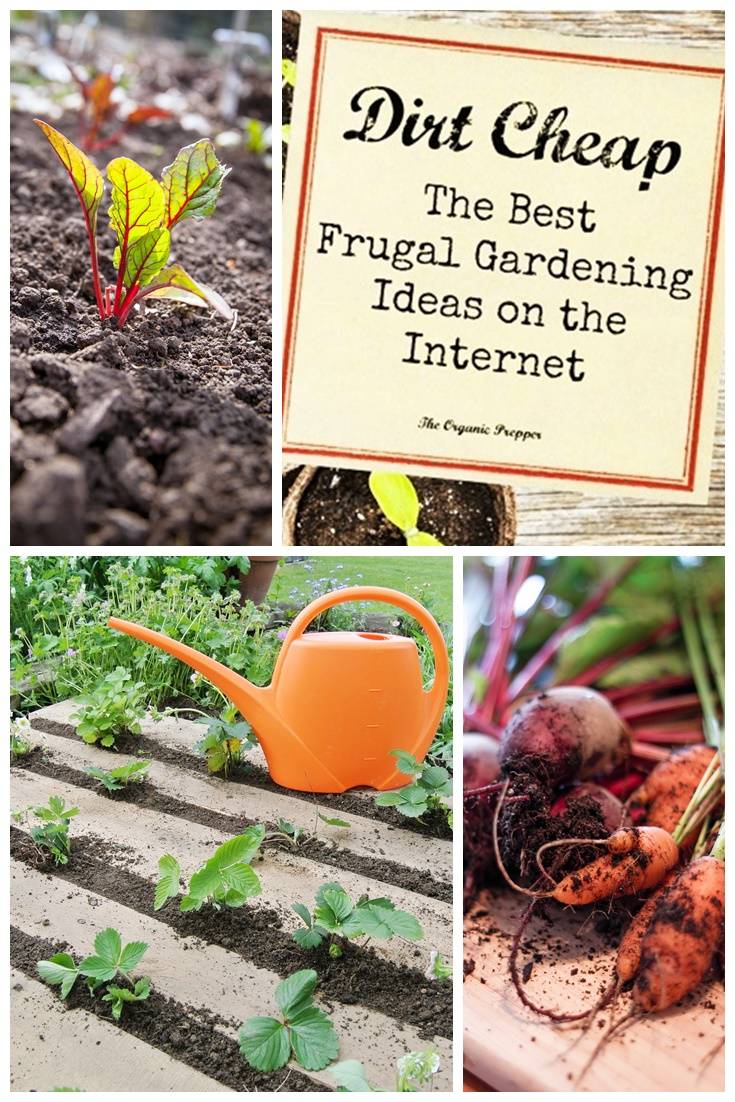 Frugal Gardening Tips