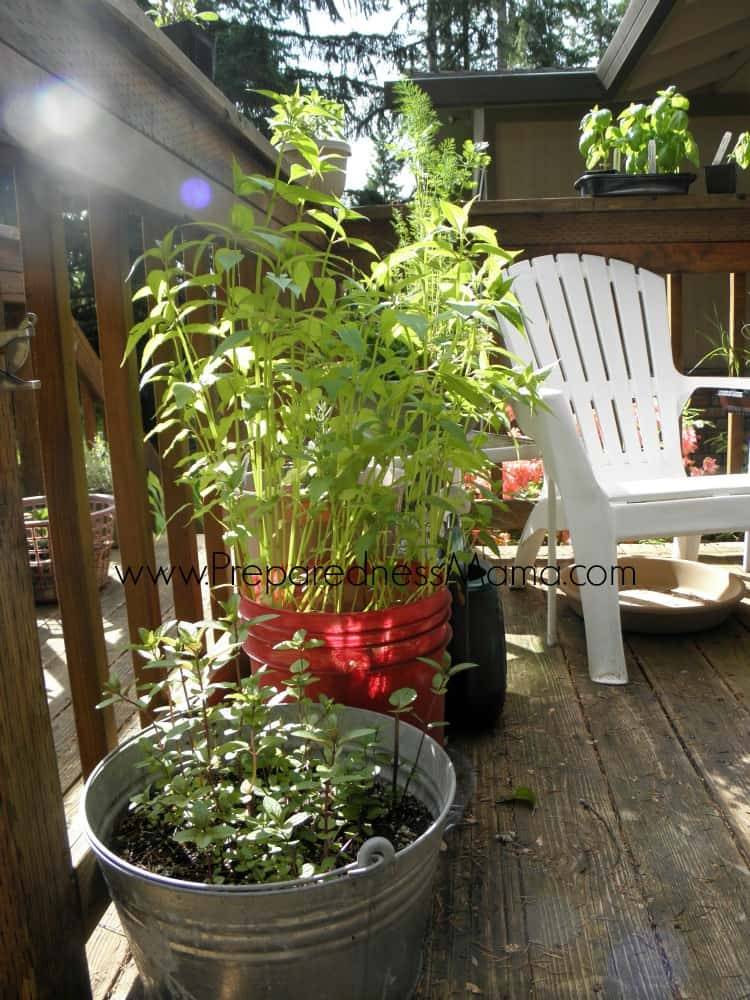 Gardening Tips