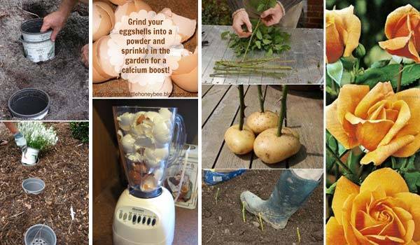 Clever Gardening Tricks