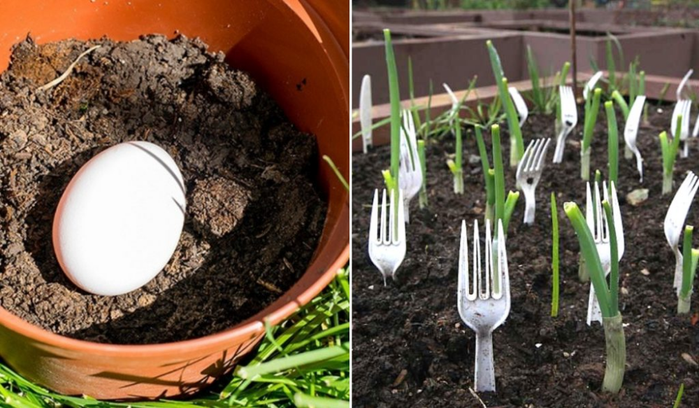 Brilliant Gardening Tips