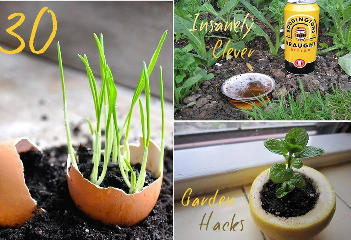 Brilliant Vegetable Garden Tips