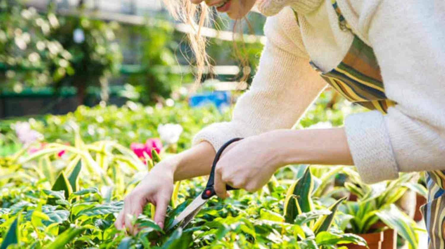 Amazing Garden Tricks