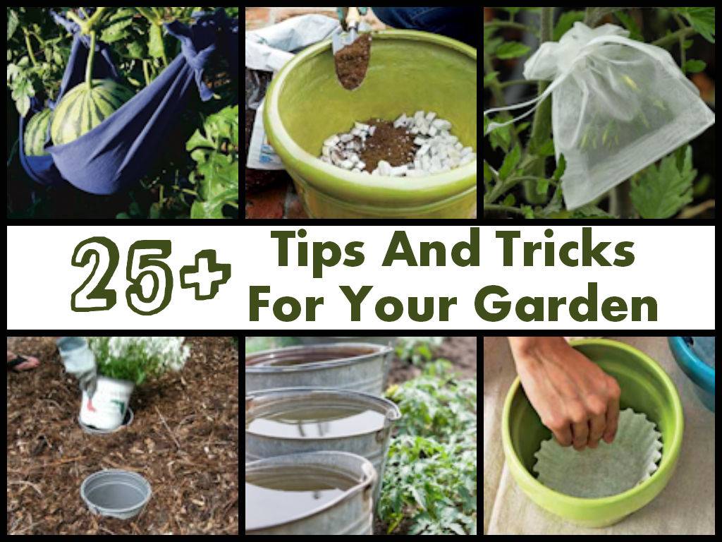 Gardening Secrets Top Gardening Tips