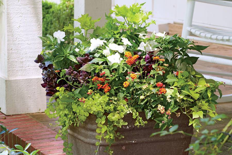 Rustic Shabby Chic Gardening Geraniums