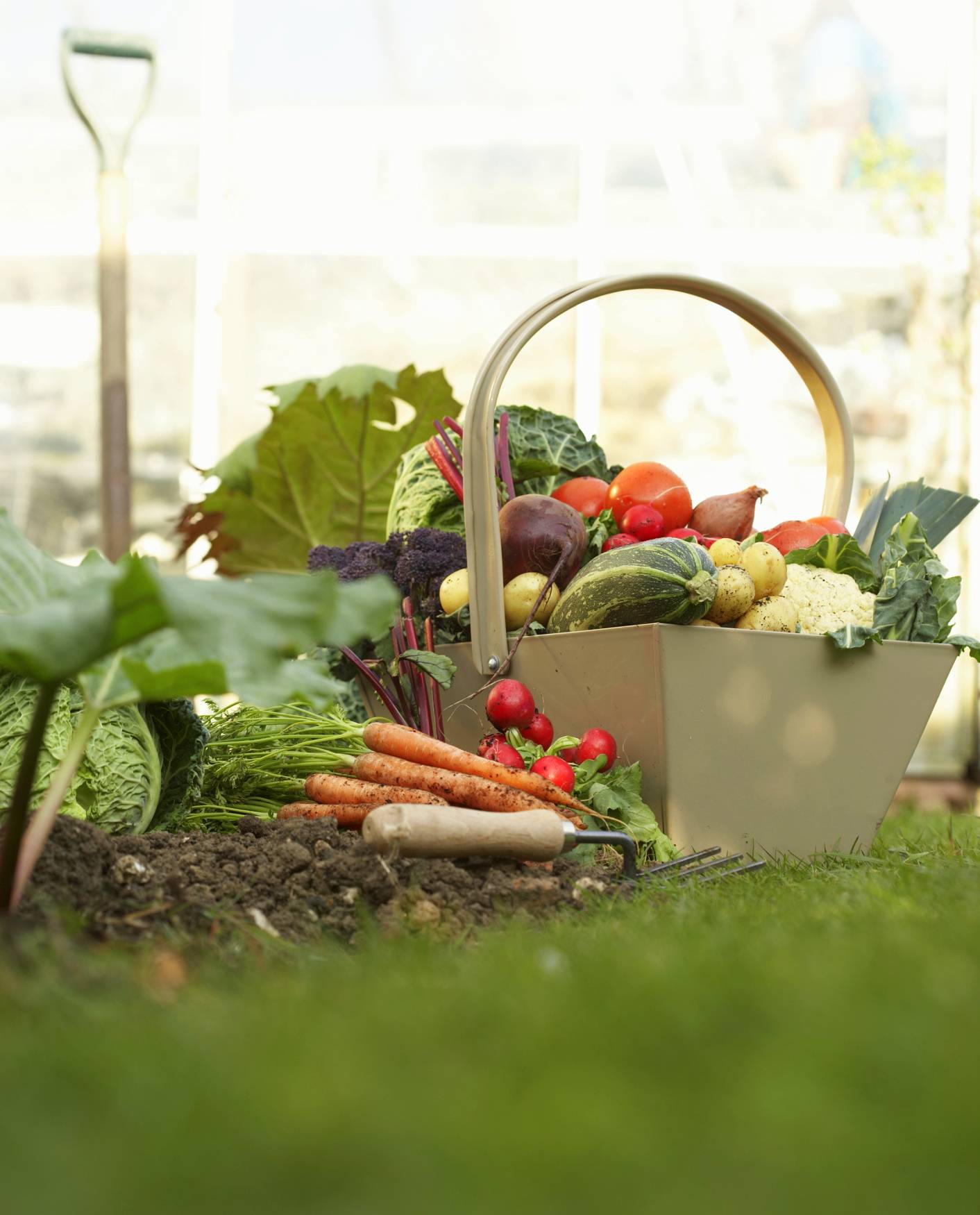 Organic Vegetable Container Garden