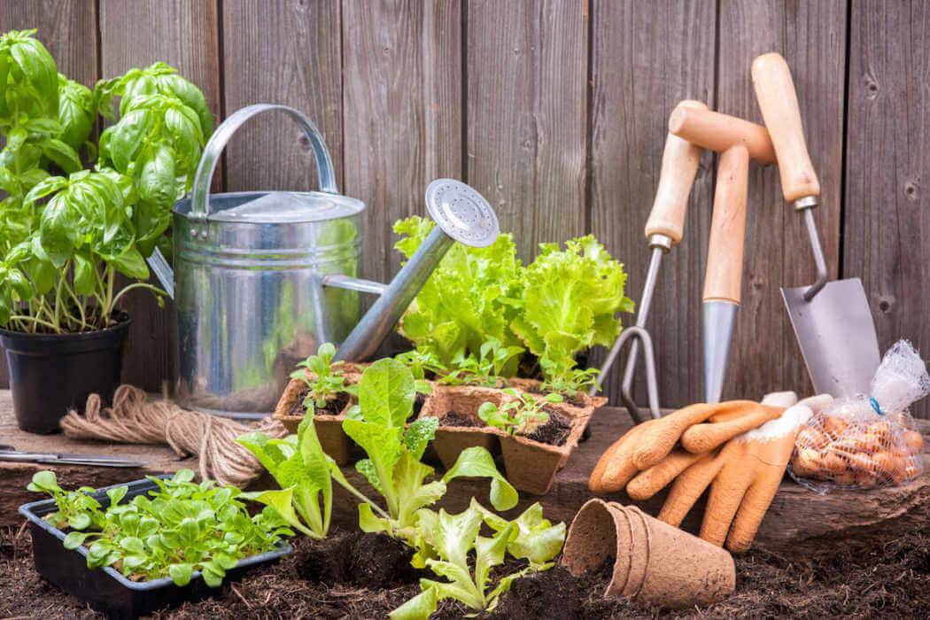 Organic Vegetable Container Garden