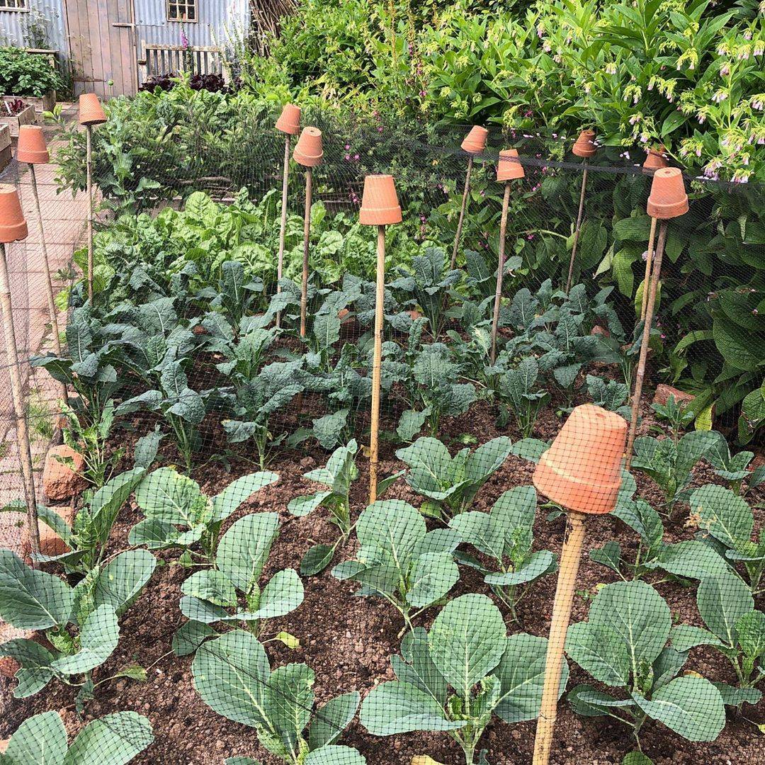 An Animal Proof Garden Fence