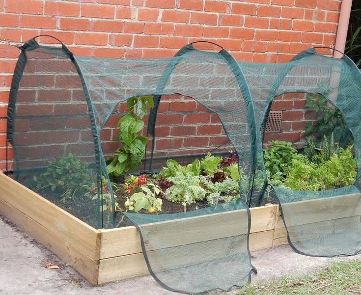 Small Vege Garden