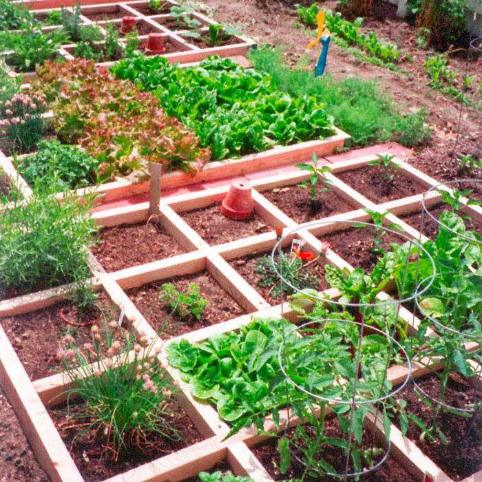 Growing A Vegetable Garden
