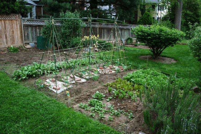 A Vegetable Garden