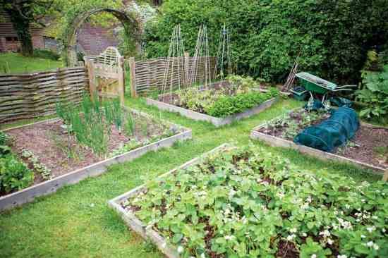A Vegetable Garden