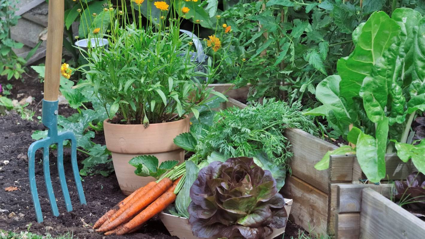 A Vegetable Garden