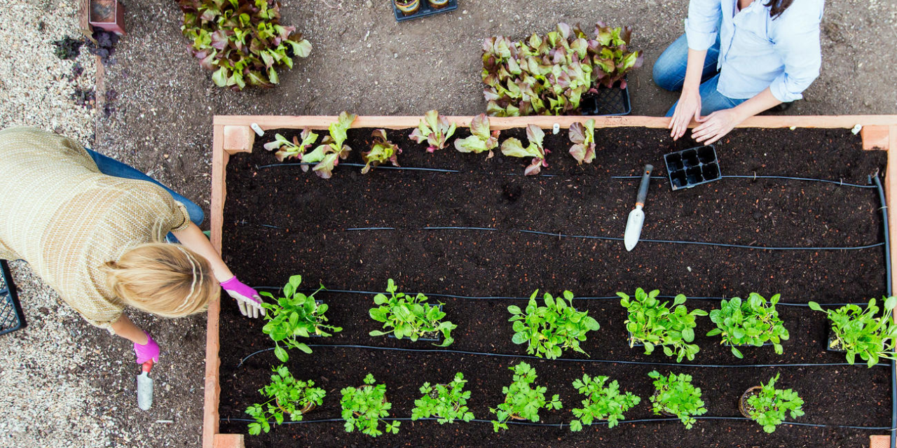 A New Vegetable Garden