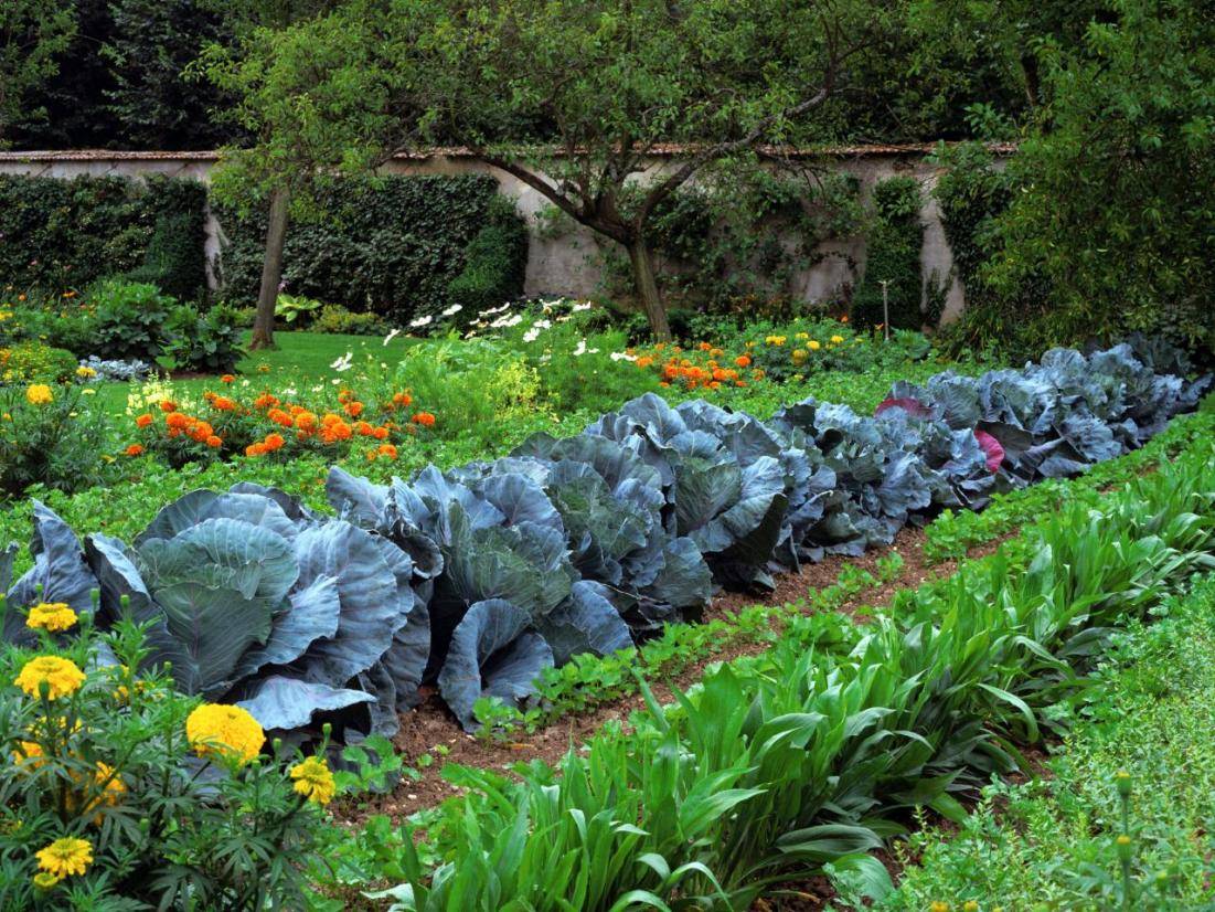 A New Vegetable Garden