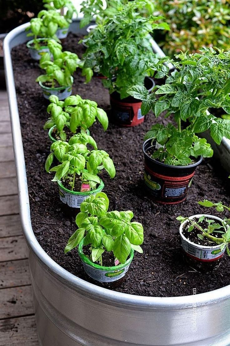 Container Gardening Ideas
