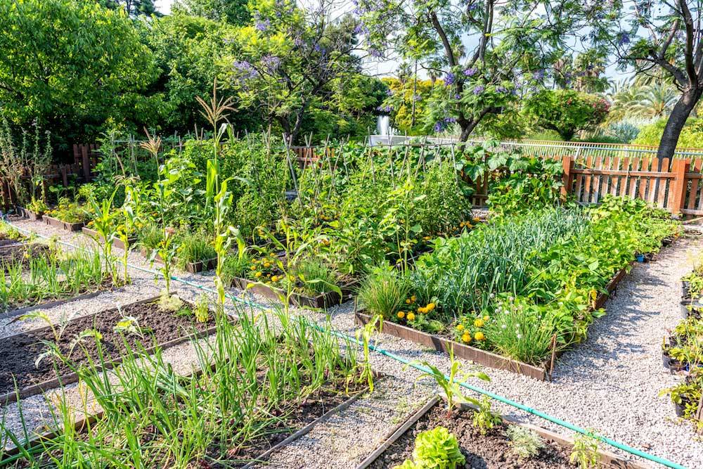 Awesome Gardening Ideas