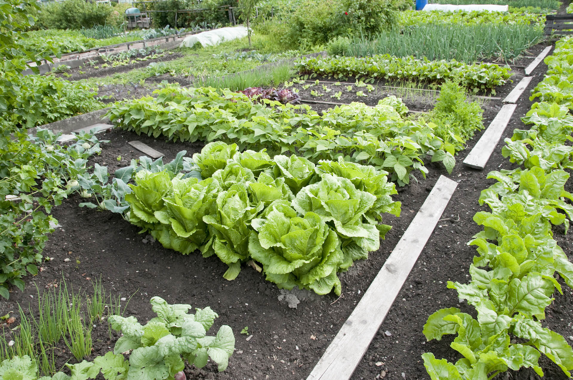 Community Vegetable Projects
