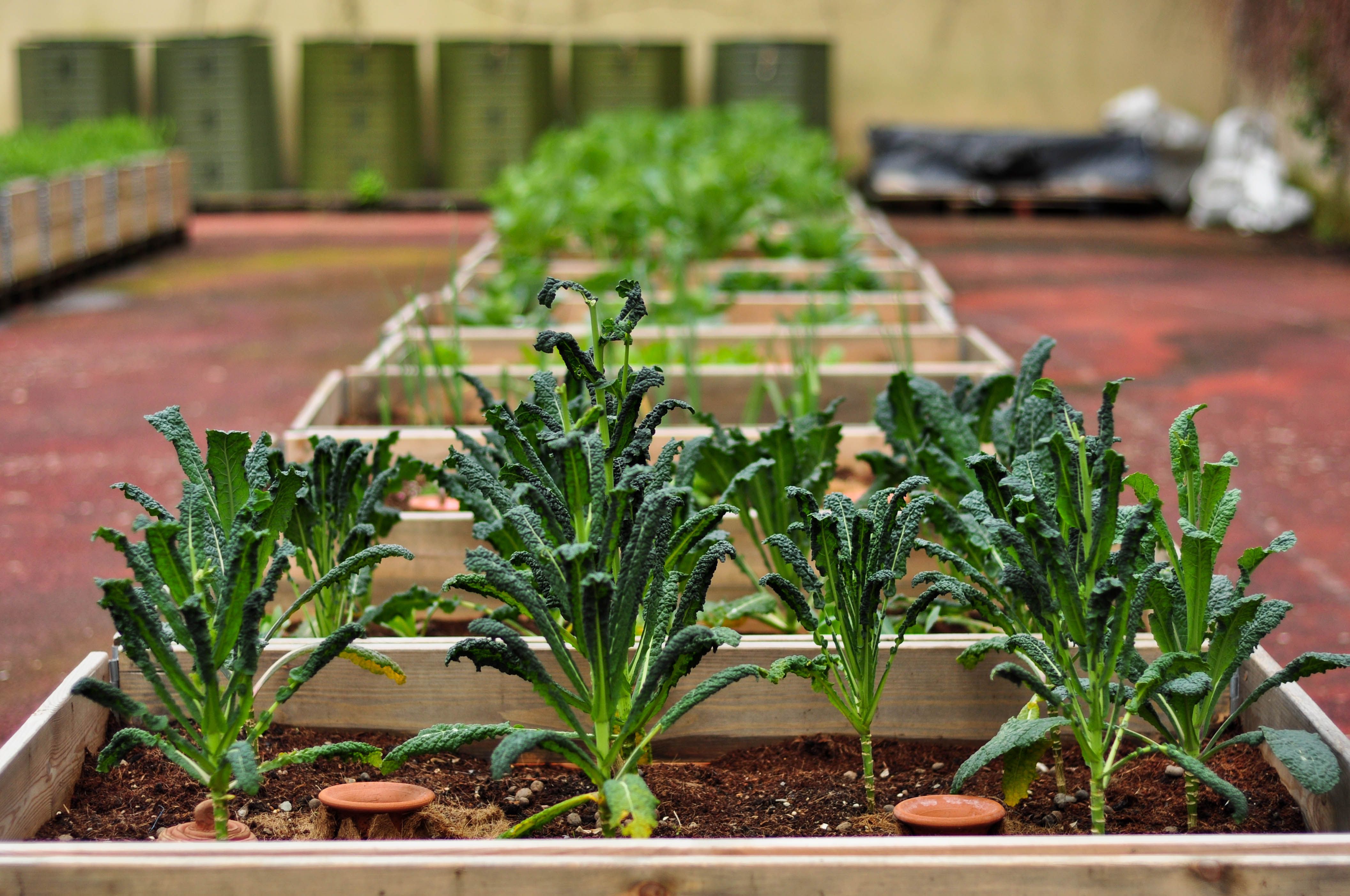 Vegetable Garden Design Ideas Hgtv