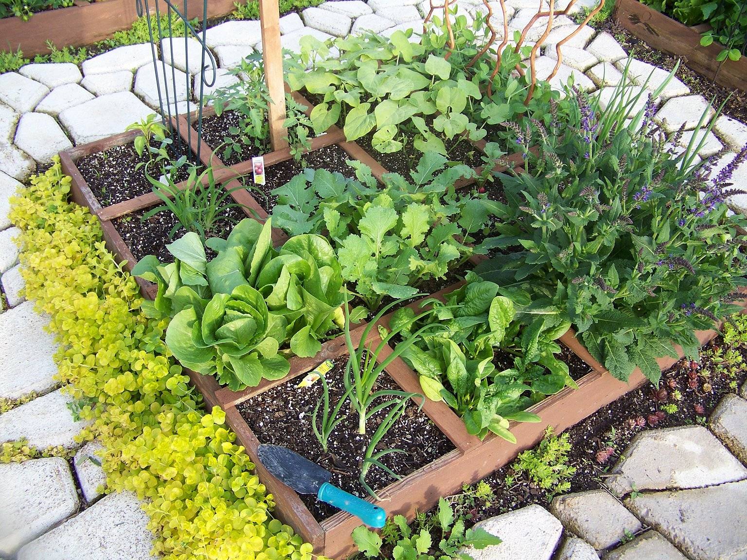 Square Foot Vegetable Garden