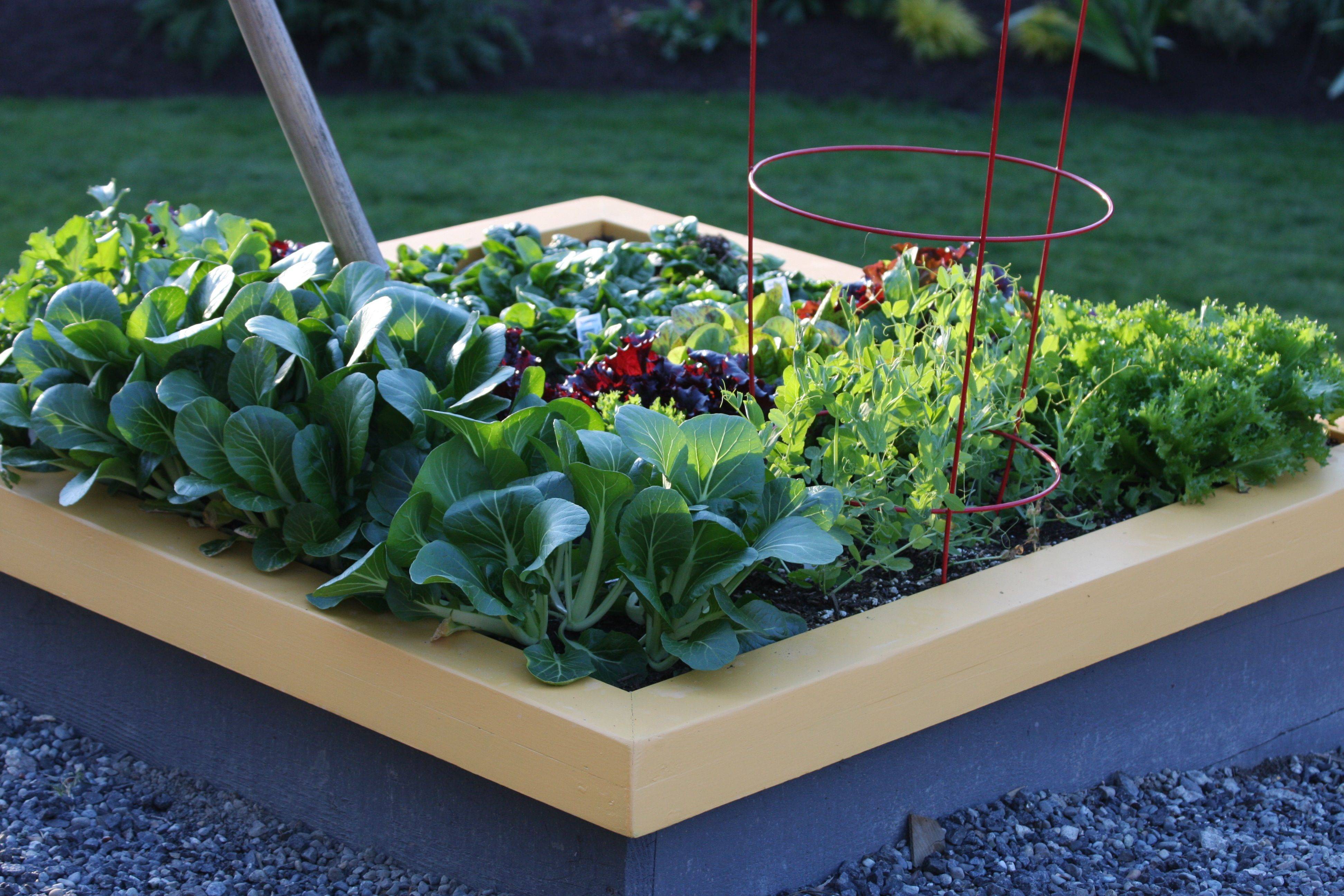 Tee Small Vegetable Gardens
