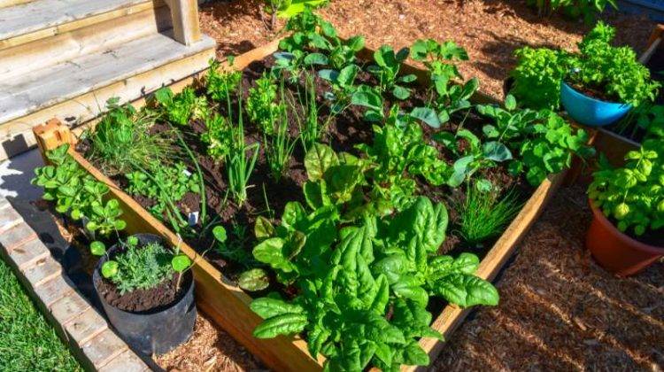 The Square Foot Gardening Foundation Fall Garden
