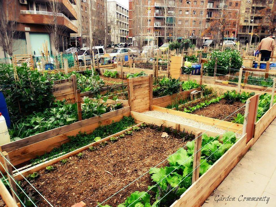 Square Foot Gardening Garden Plants