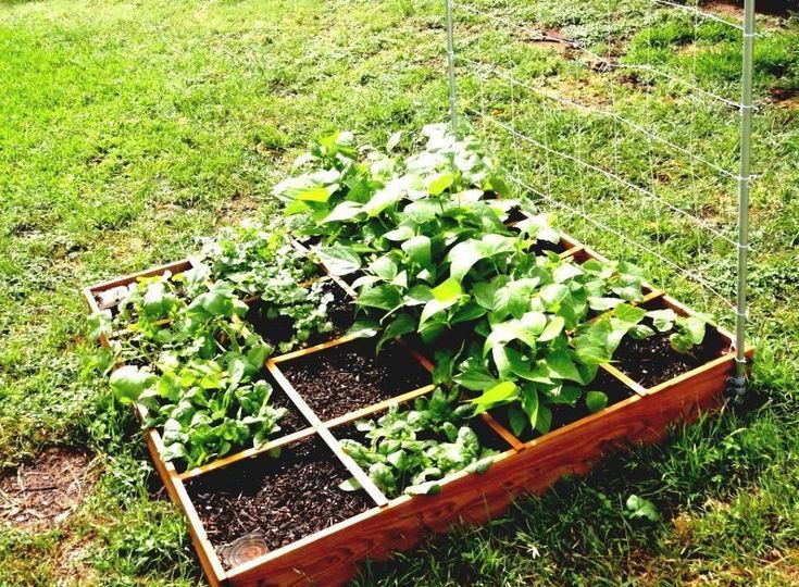 A Square Foot Vegetable Garden