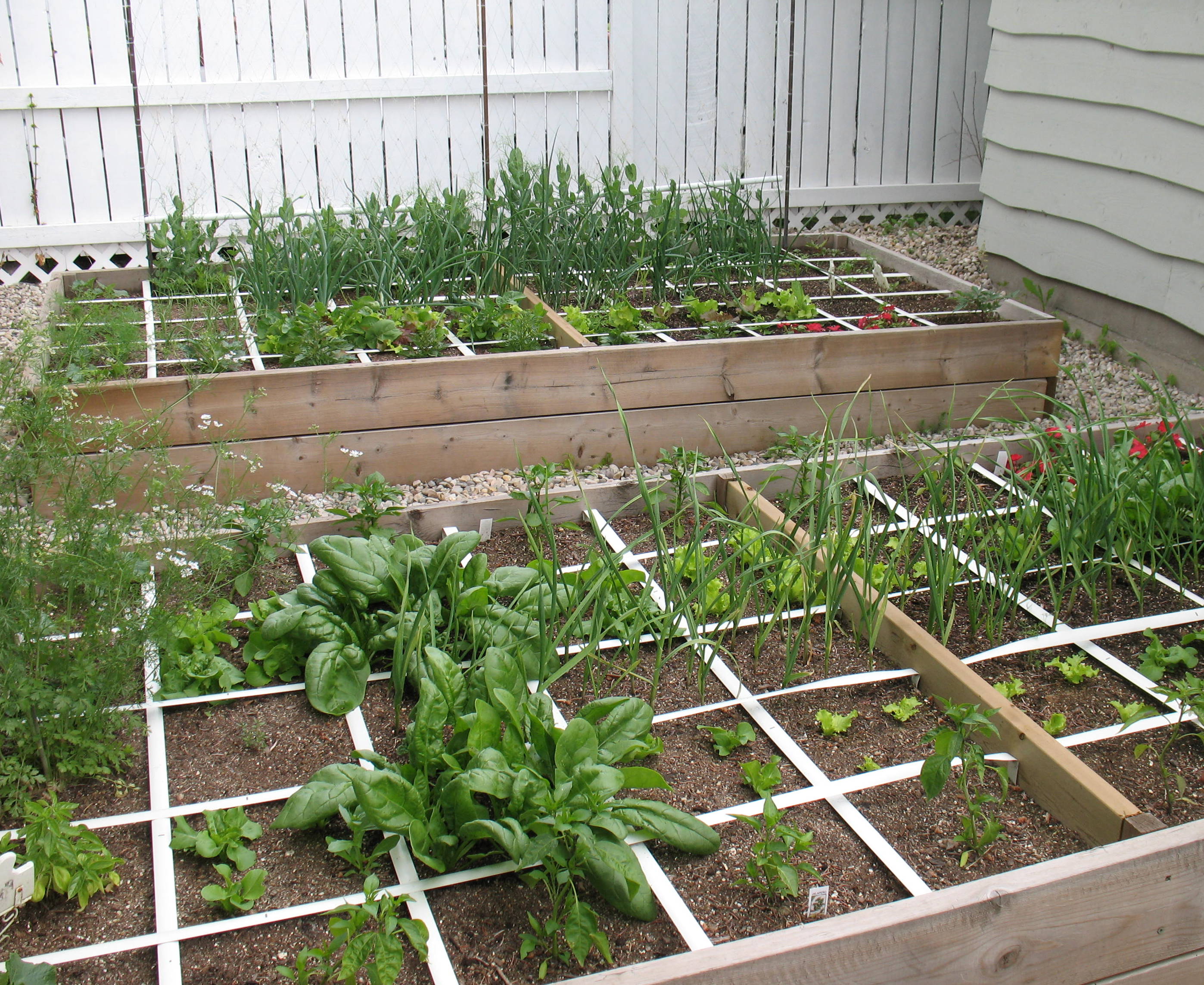 A Square Foot Vegetable Garden
