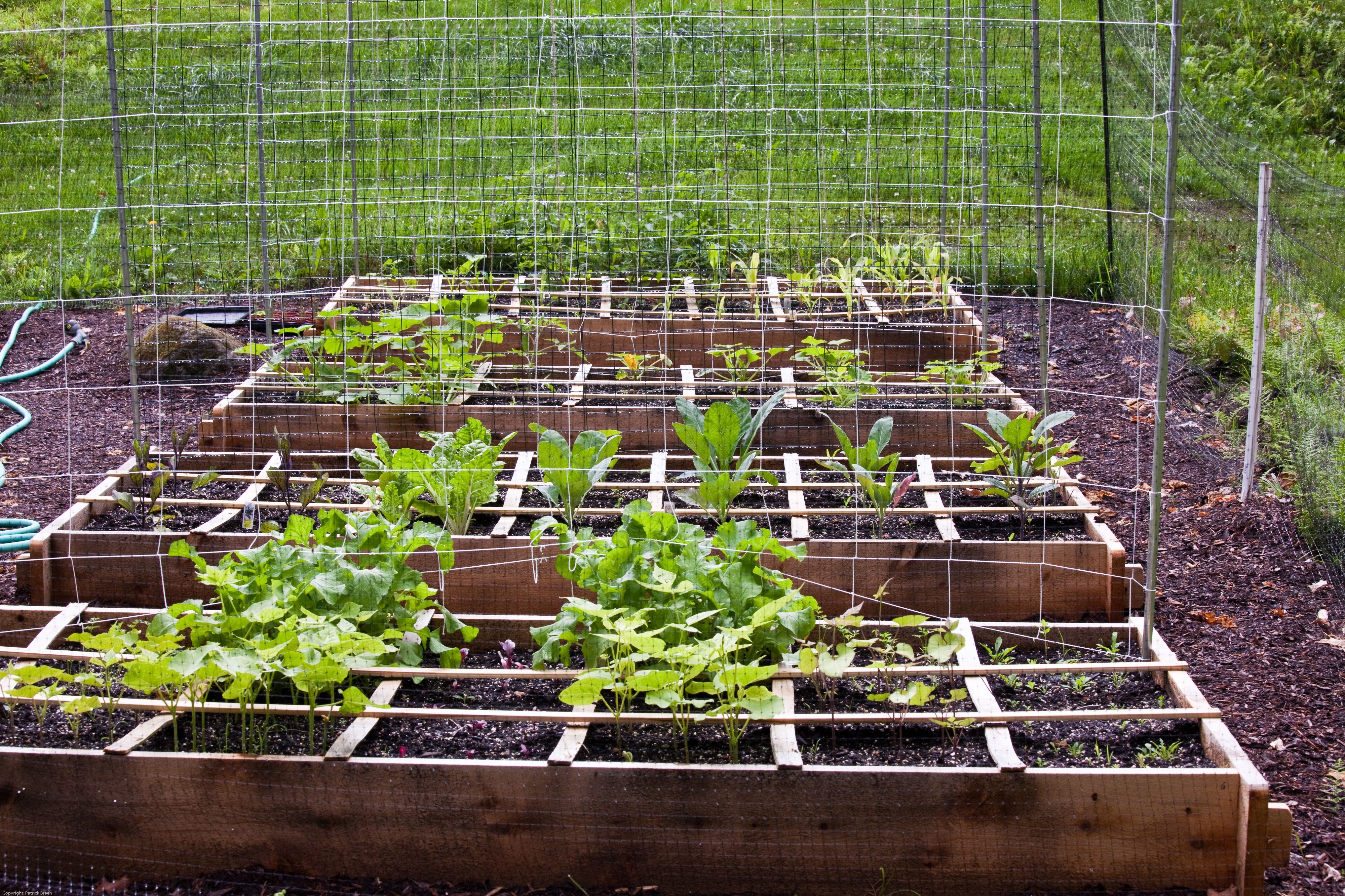 Square Foot Veggie Gardening