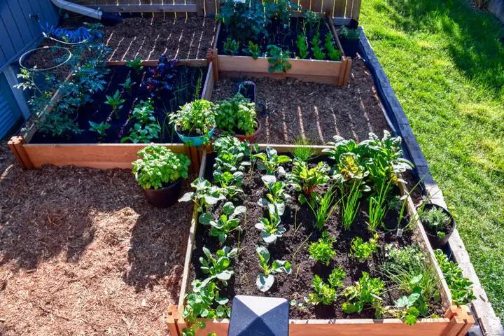 Spring Summer Vegetable Garden Plans