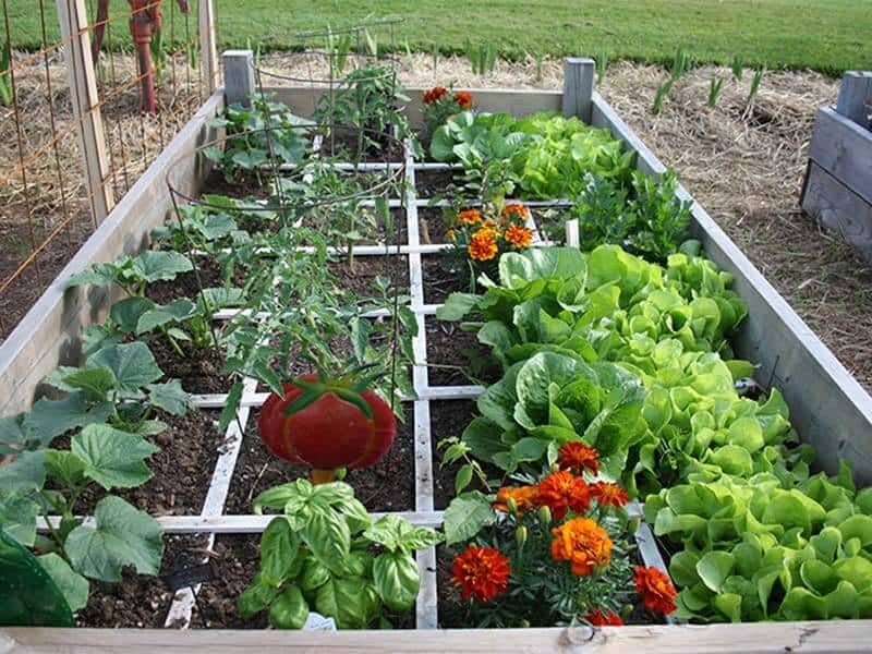 Square Foot Gardening Layout Square Foot Gardening Layout