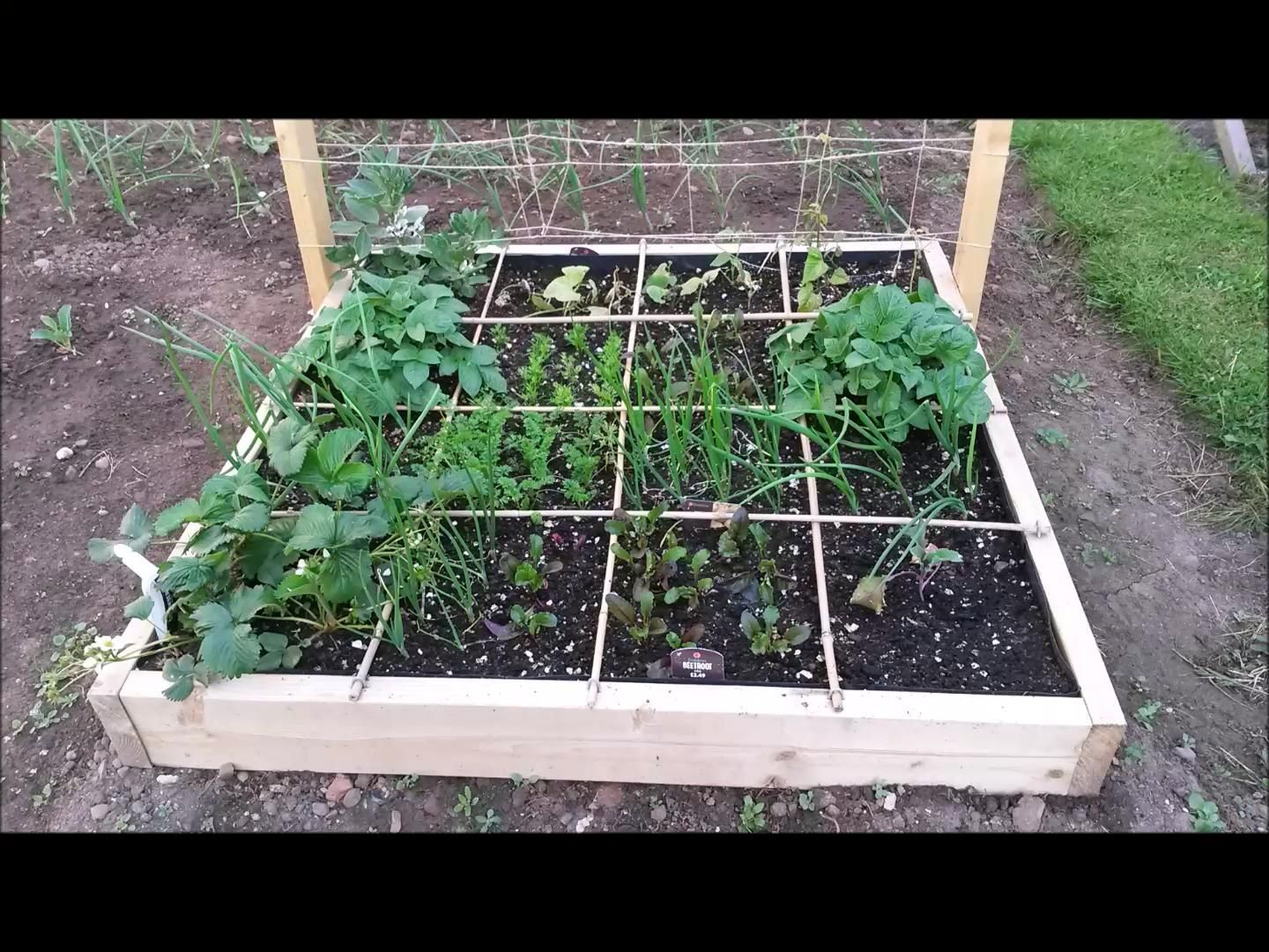 Square Foot Gardening Small Vegetable Gardens