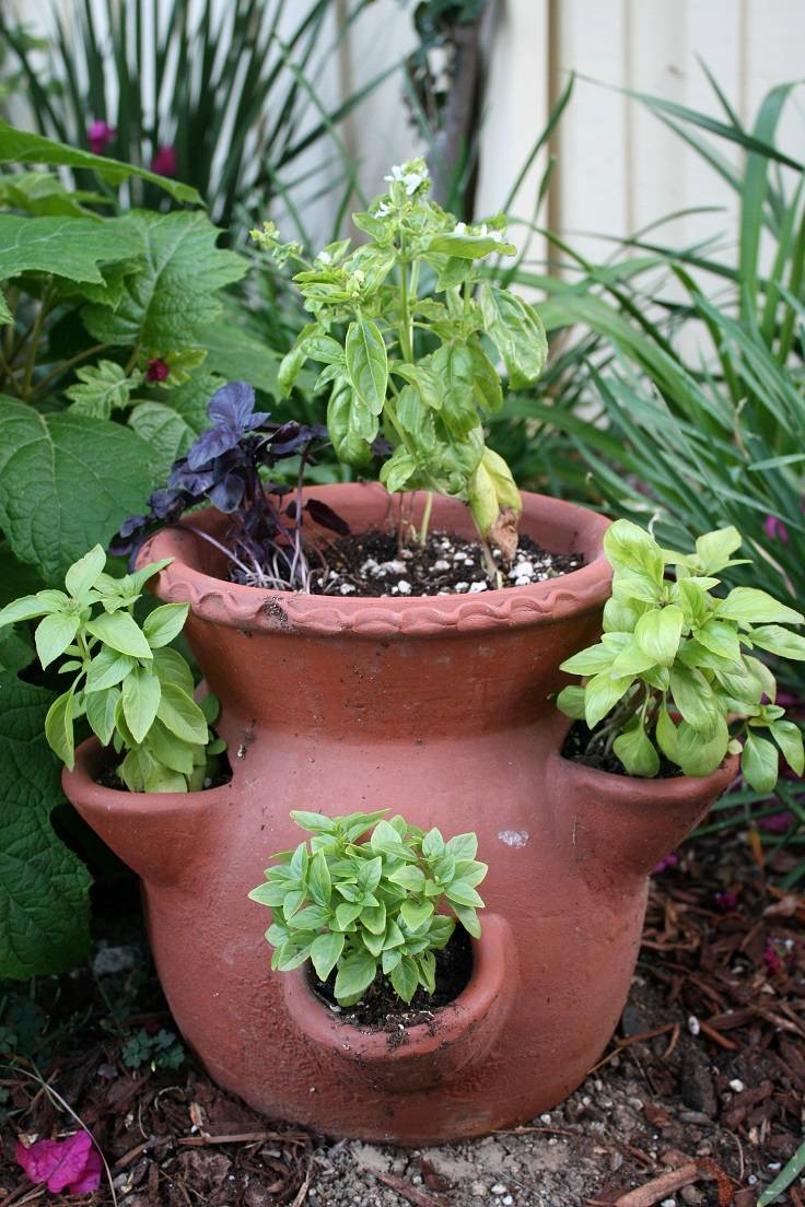 A Patio Herb Garden