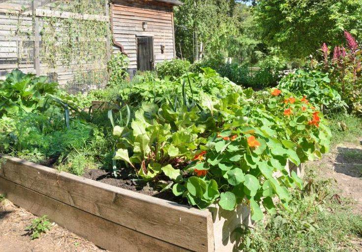 Mini Food Forest Kitchen Garden Jardin Potager