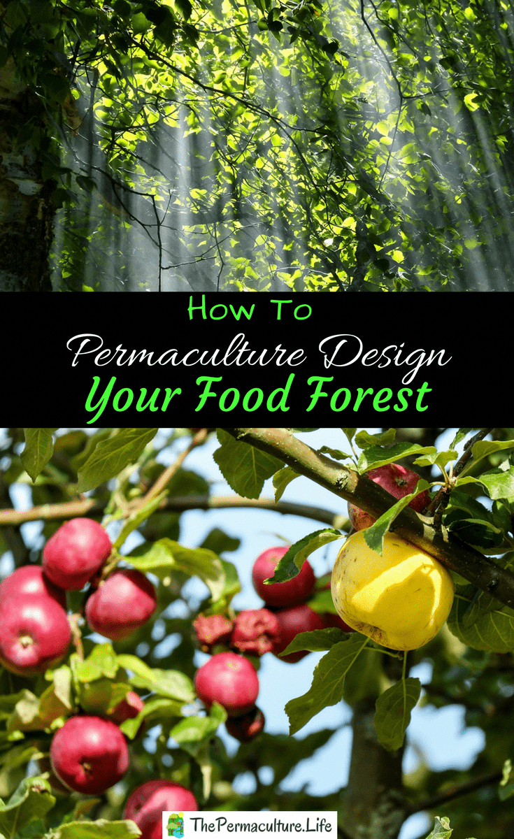 Mykitchengardencom Organic Gardening Tips