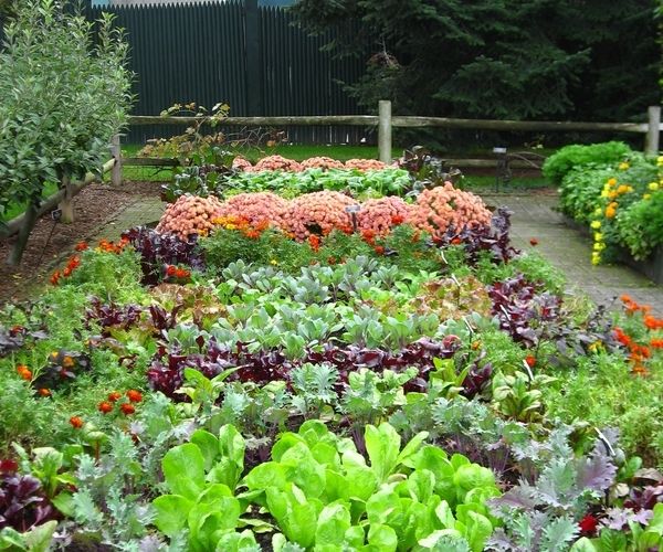 Vegetable Zen Garden Ideas