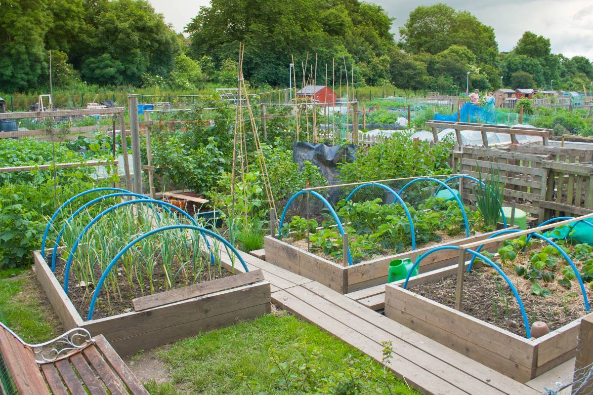 Impressive Vegetable Garden Designs