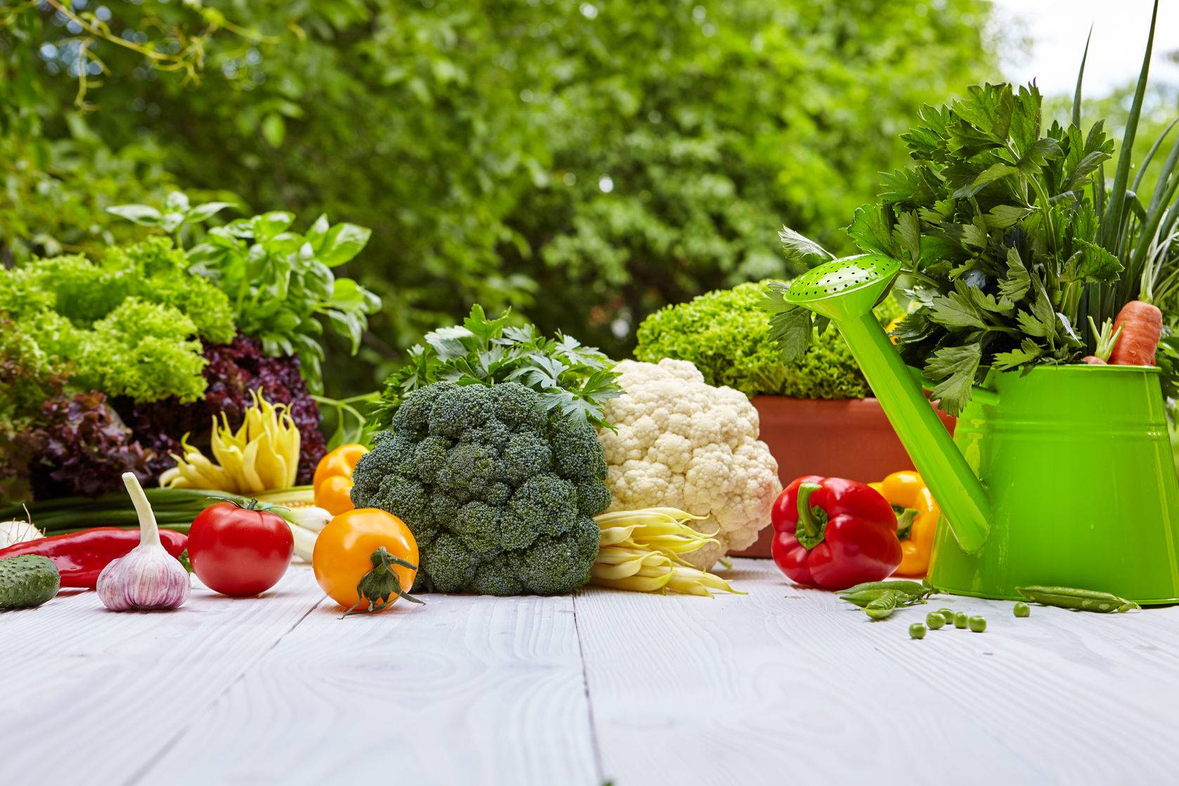 This Vegetable Garden Vegetablegardendesignsoftware