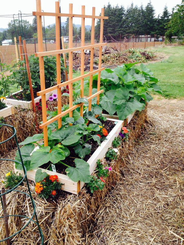 Straw Bale Gardening