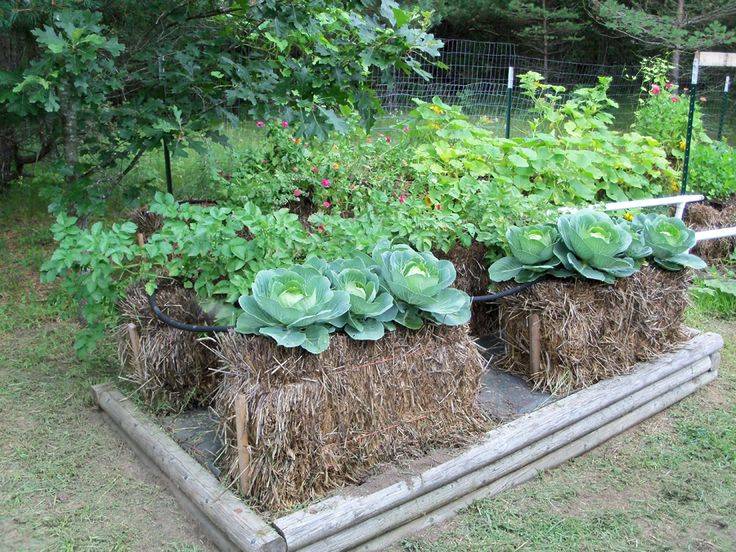 Straw Bale Gardening