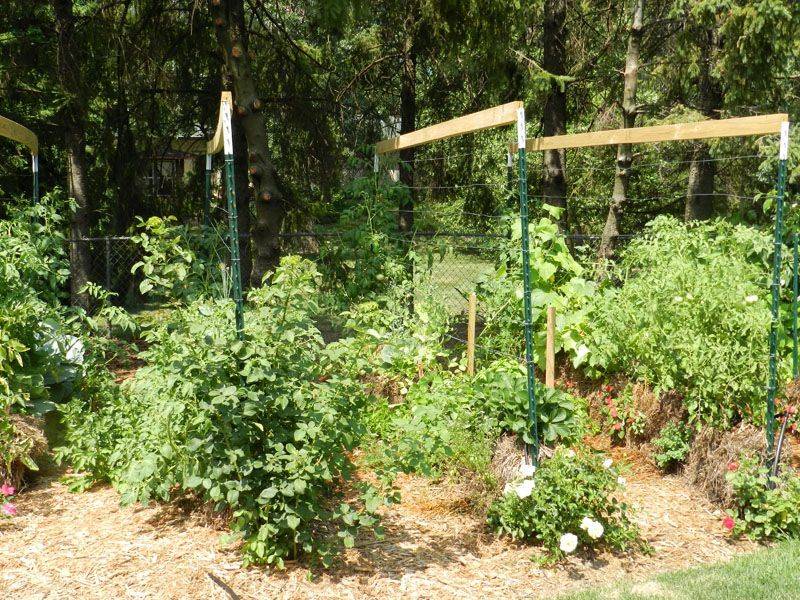 Straw Bale Gardening Strawbale Gardening