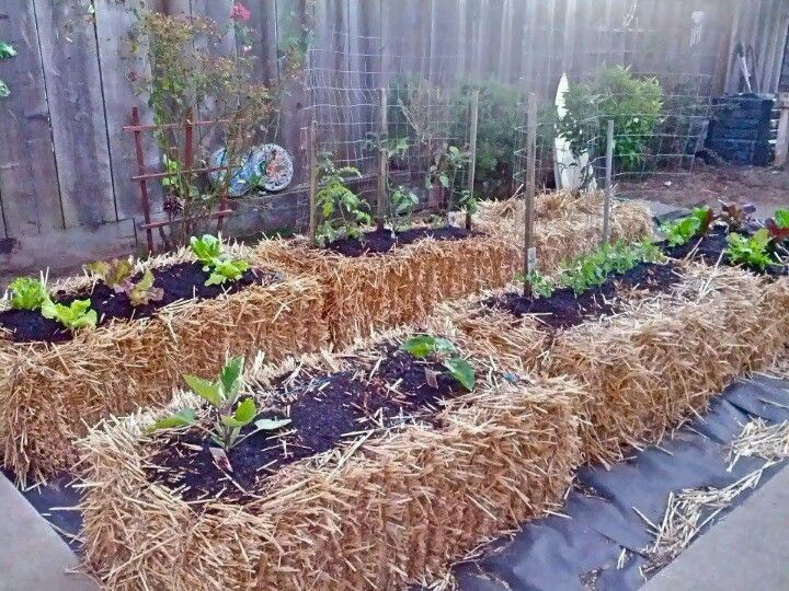 Our New Straw Bale Garden