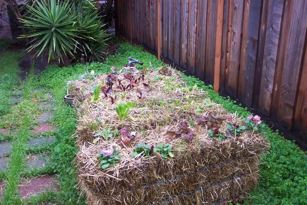 A Straw Bale Garden