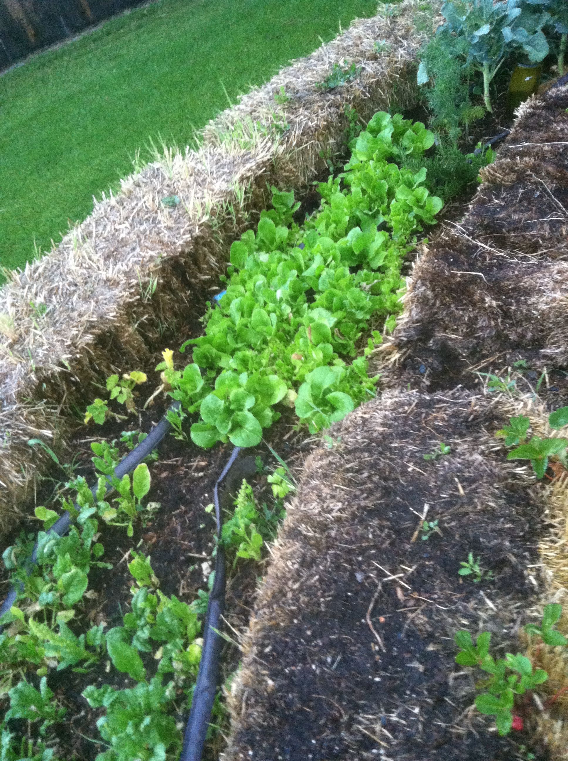 Google Search Raised Garden Beds